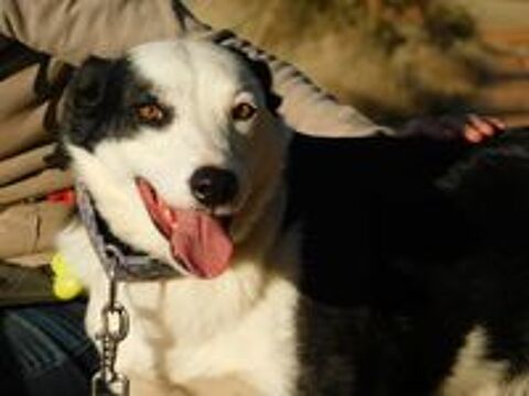   LETA 5 ans, chienne douce et affectueuse 
