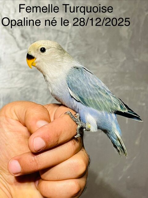 Tr&egrave;s Beaux Ins&eacute;parables Roseicolis EAM Bien Apprivoiser 2026 90 94450 Limeil-br�vannes