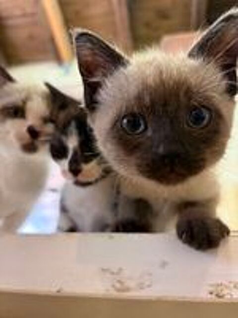   BENITO chaton mâle type siamois 6 mois 