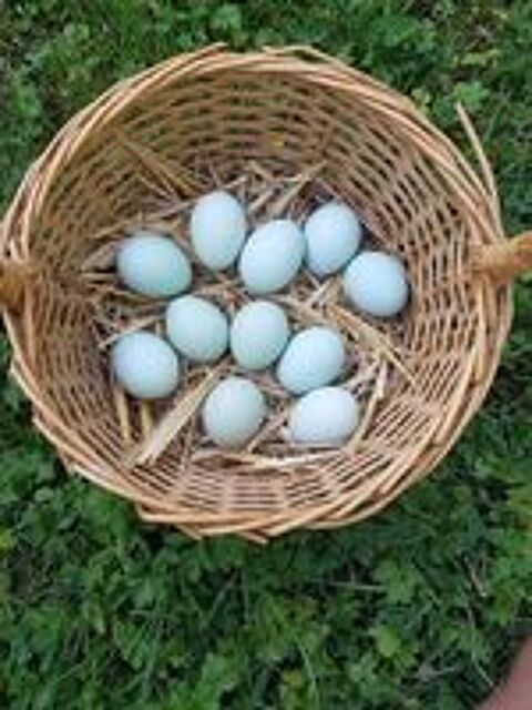   Oeuf fécondé, poussin, coq, poule Araucana. 