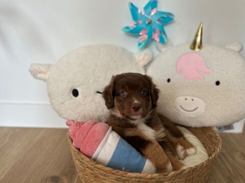 Chiot berger am&eacute;ricain miniature 1500 76960 Notre-dame-de-bondeville