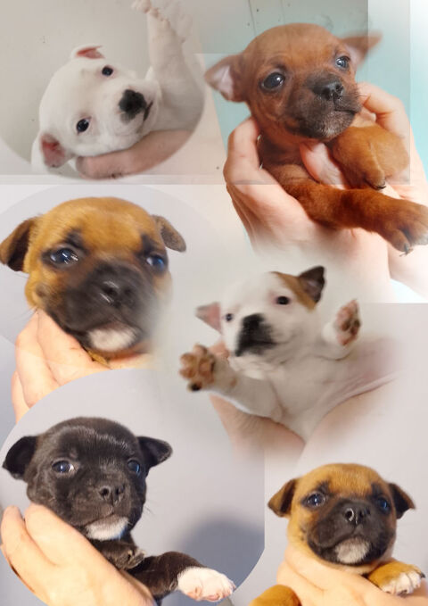 chiots staffies ,origines itcheboren , s&eacute;rious-staff 450 29300 Quimperlé