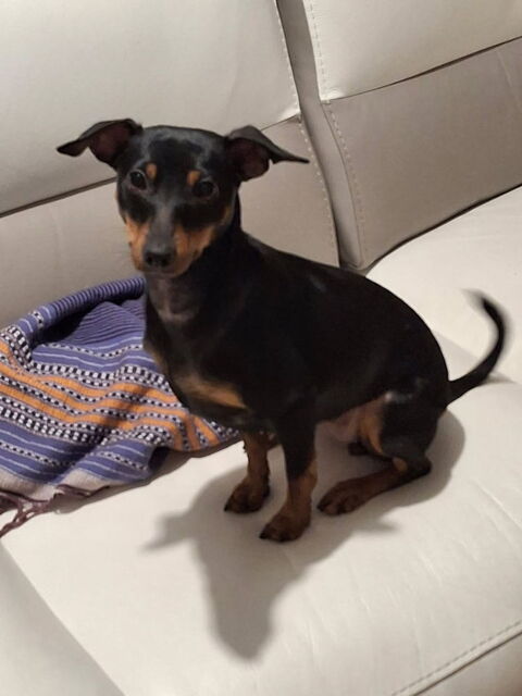 Pinscher 0 51100 Reims