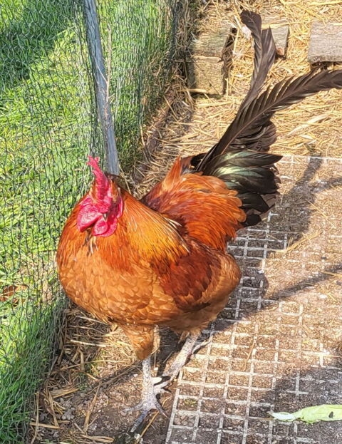 Donne jeune coq 0 62730 Les attaques