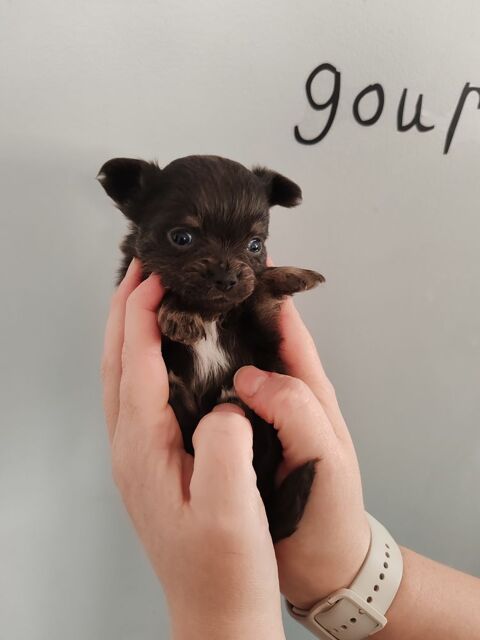Chiot chihuahua 800 26270 Loriol-sur-dr�me