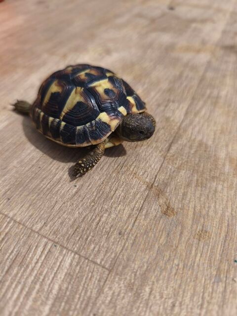 TORTUE DE TERRE 90 59140 Dunkerque