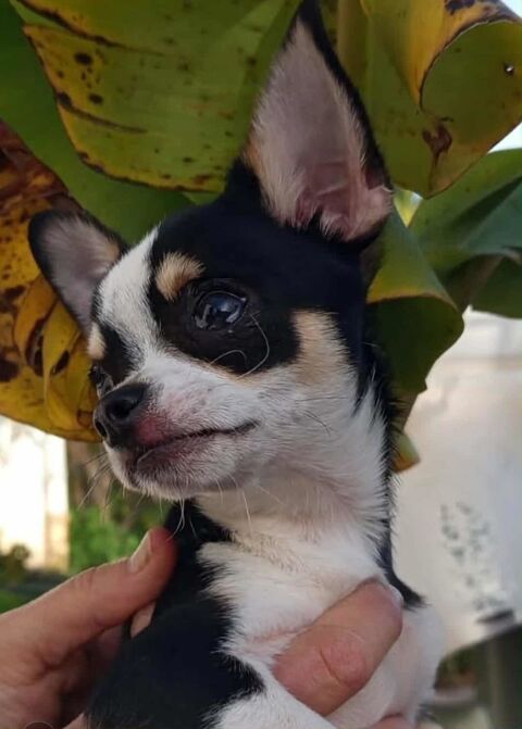 Superbes chiots chihuahua m&acirc;les et femelles poils courts 900 89160 Ancy-le-franc