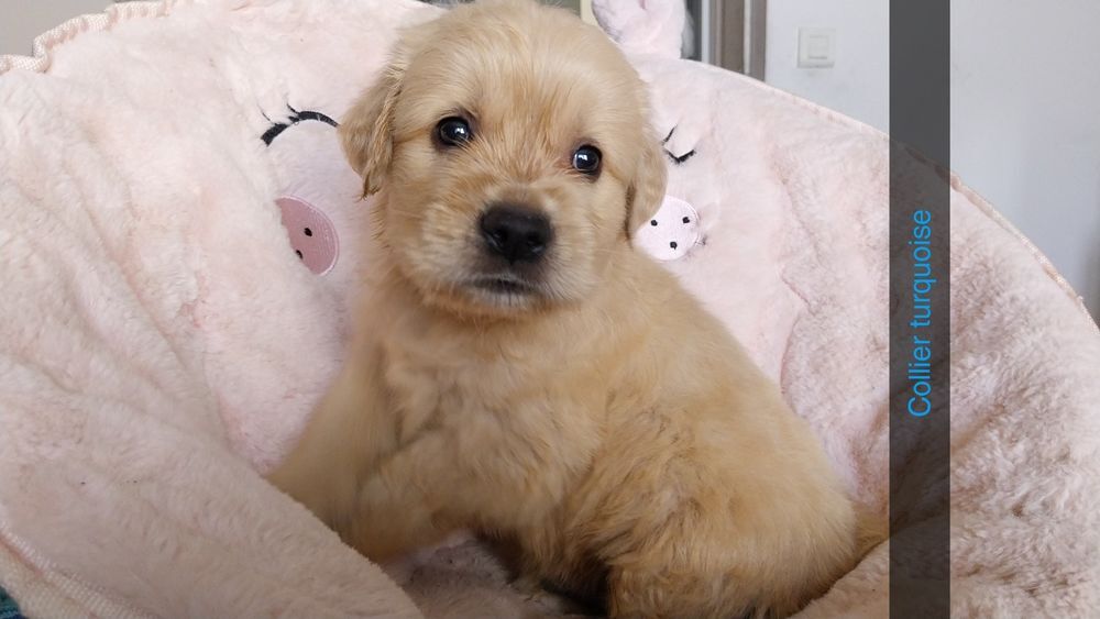   Chiots golden retriever  