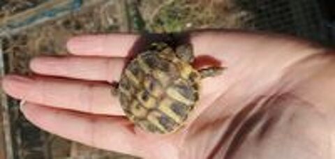   Bébés tortues 