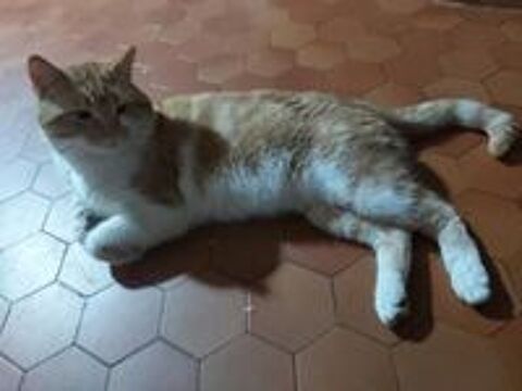   Moumoune, un gentil minet !!! 