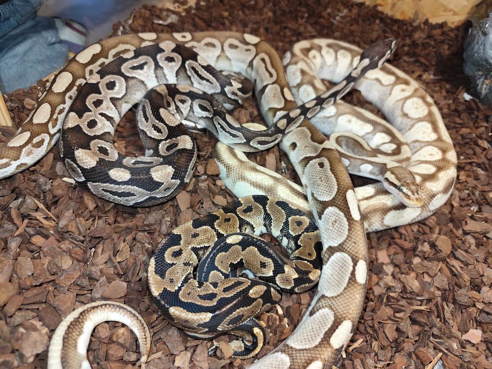 divers+python+suite+arr&ecirc;t+terrario Jardin