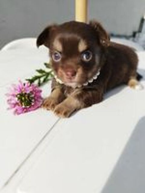   Chihuahua Mâles poil long chocolat et tan  
