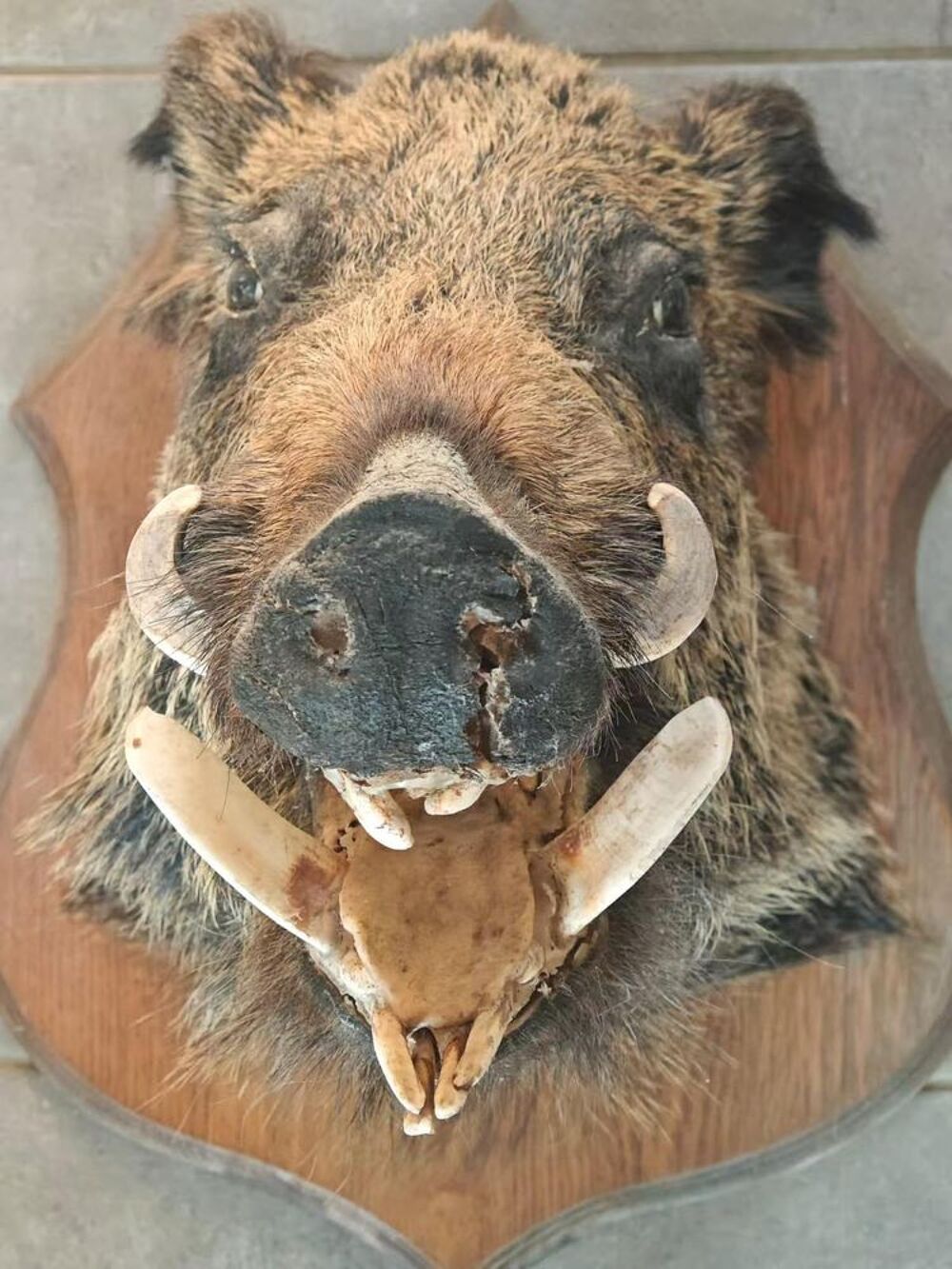 Troph&eacute;e de Chasse Sanglier Décoration