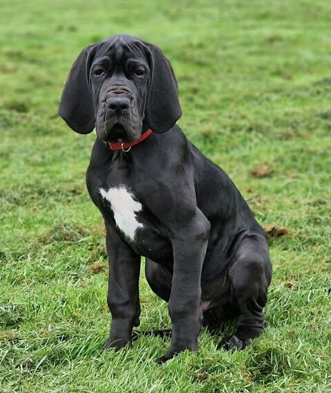 Chiot dogue allemand lof 49440 Challain-la-potherie