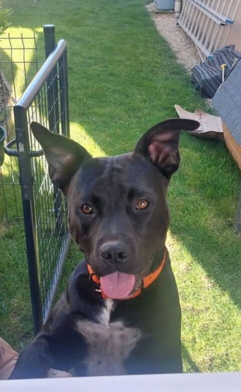 Chien ROCCO &agrave; l adoption 210 38230 Charvieu-chavagneux