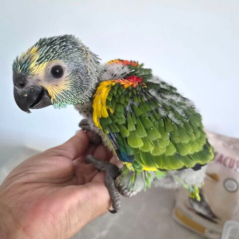 B&eacute;b&eacute; amazone &agrave; front bleu 900 35000 Rennes