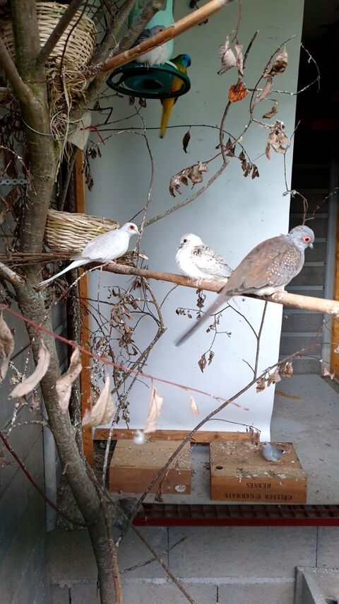 Couple Colombes diamant plusieurs disponible 22130 Bourseul