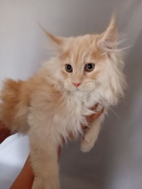 chatons maine coon 1500 63200 Riom