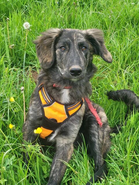 Venise, 1,5 ans à l'adoption 320 35140 Gosn