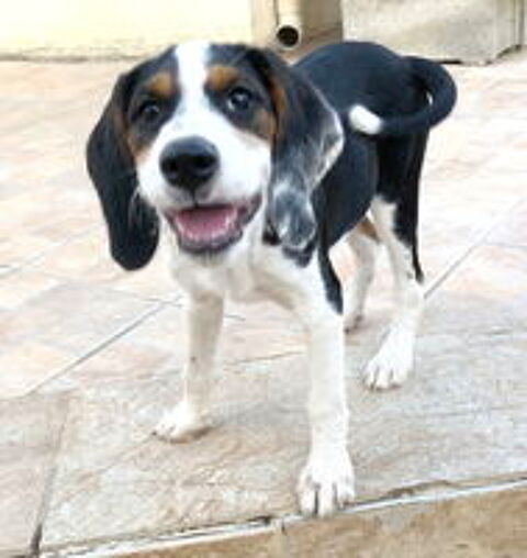   Lilly, 4 mois, est à l'adoption 