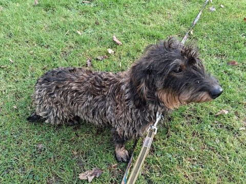 Mowrice, teckel &agrave; adopter 300 44540 Bonn�uvre