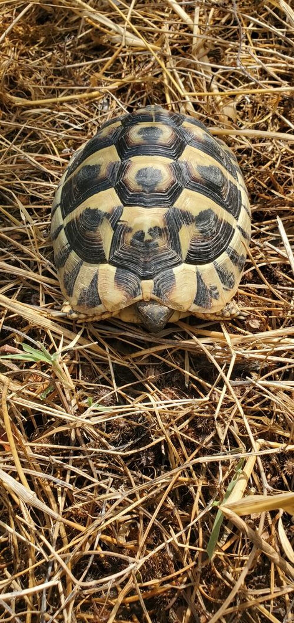   Tortue terre mâle  