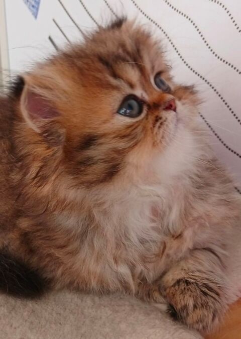 Magnifique chaton femelle persan chinchilla 1050 92600 Asnières-sur-seine