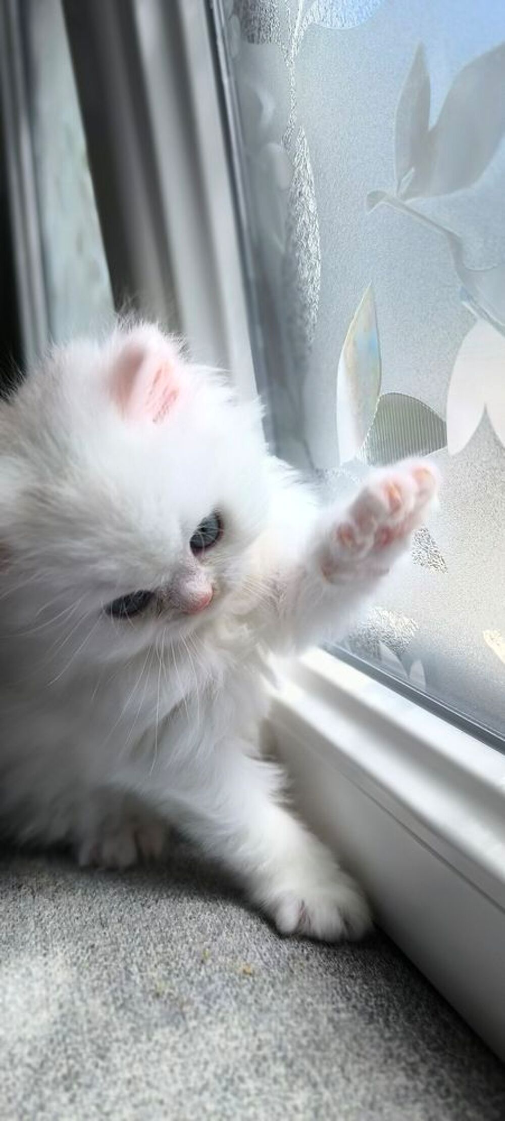   2 chatons Persans mâles. 
Nés à la maison, élevés avec amour 