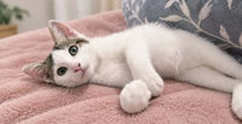   Saxo chaton 3 mois adorable cherche adoptants 