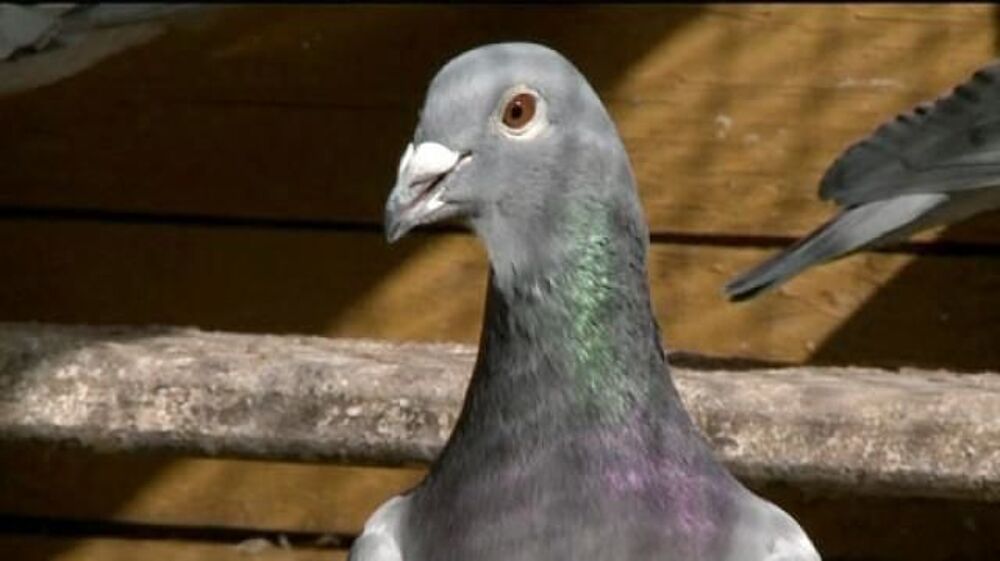   cde trs beaux pigeons voyageurs non bagus, jeunes,  