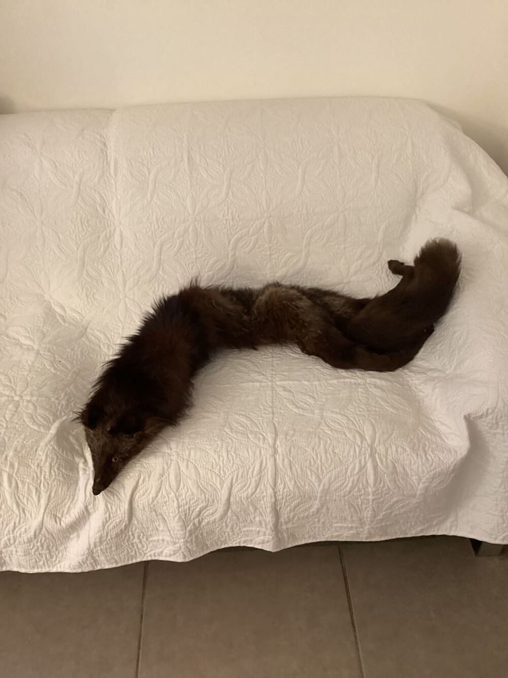 &Eacute;tole renard V�tements