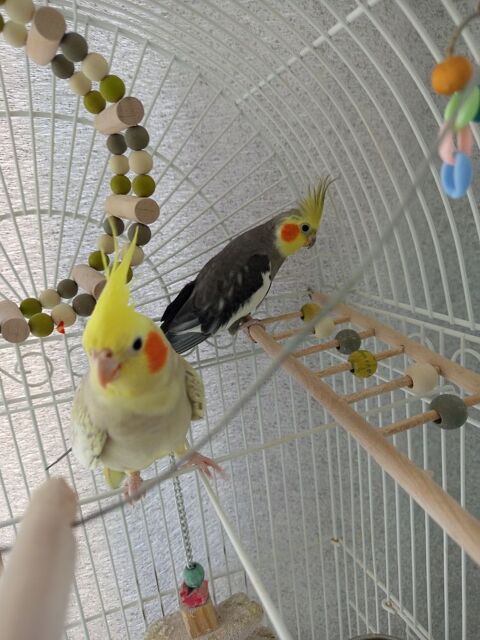 Un couple calopsittes avec la cage 200 91330 Yerres