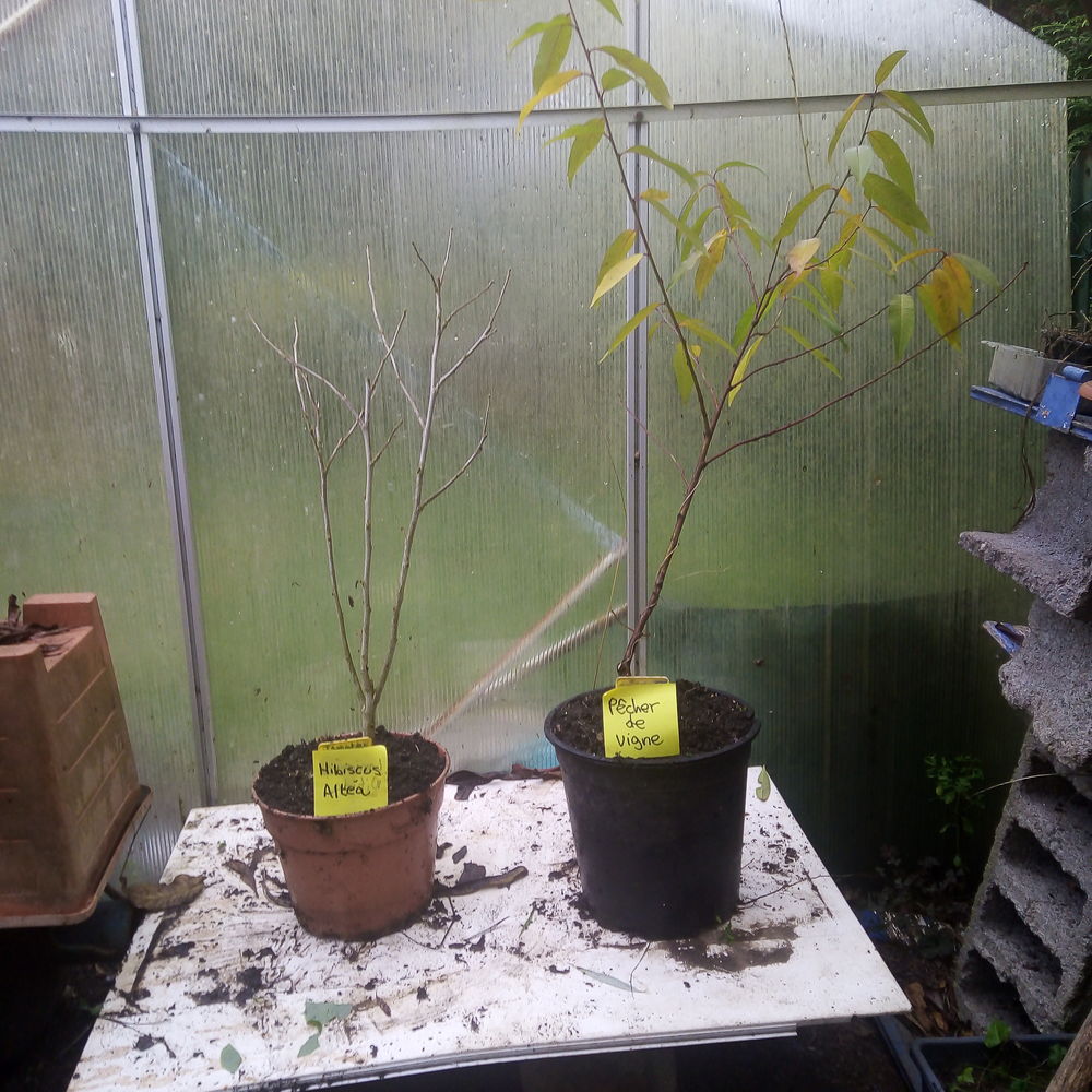 Plantes ornementales et vivaces. Jardin
