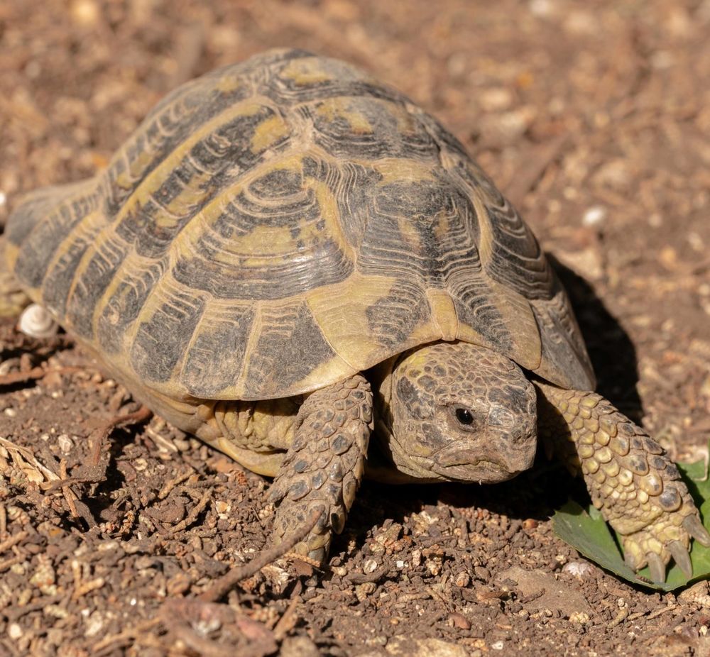   Tortue de terre 11 ans  