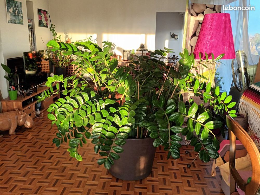 Plante ZZ Décoration