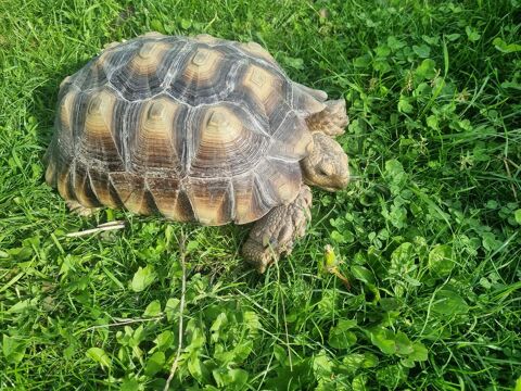 tortues sulcatas 400 62231 Sangatte
