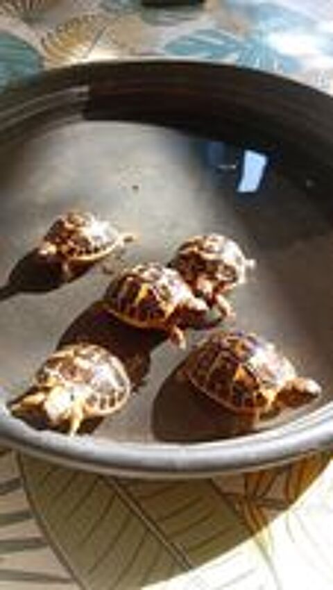   Bébés tortues disponible  