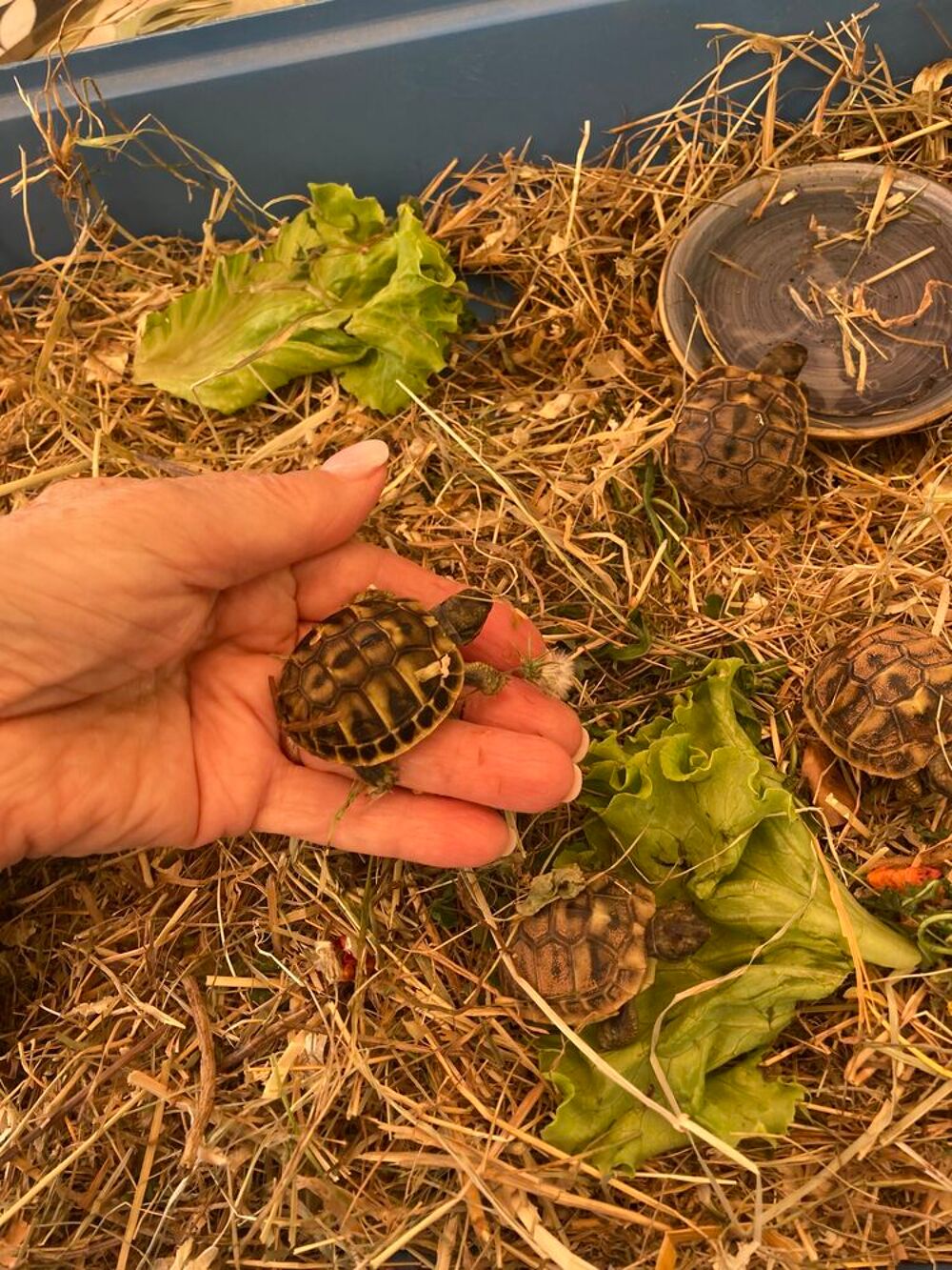   TORTUES JUVÉNILES ( AOUT 2026 ) 