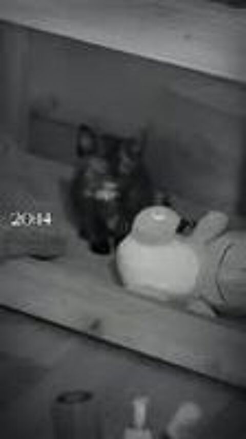   Chat AIMI à l adoption 