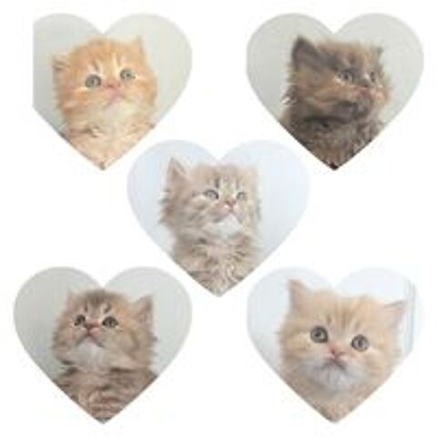   Mle LOOF British longhair roux tabby disponible fin juin 