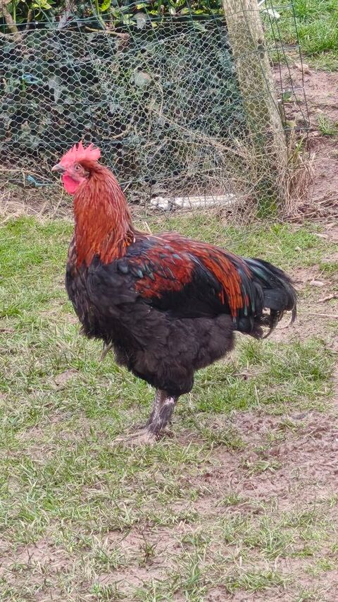 Coqs+Marans+pur+Race 20 29400 Saint-sauveur