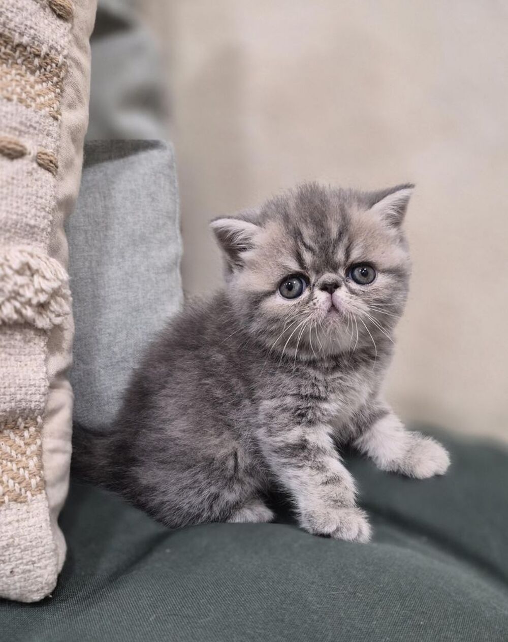   Exotic Shorthair et Persan 