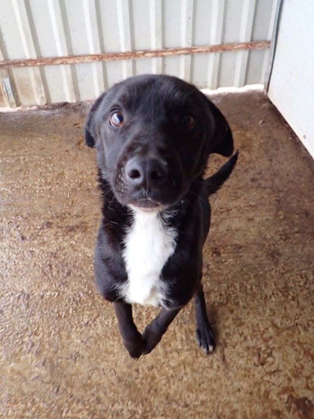   Rexi à l'adoption 