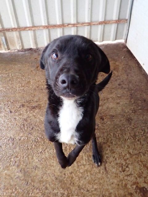 Rexi &agrave; l'adoption 300 69003 Lyon