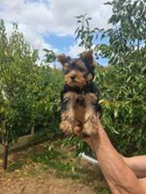   YORSHIRE TERRIER 