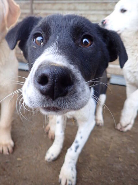 Suchy &agrave; l'adoption 320 76000 Rouen