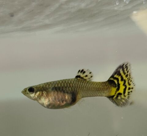 Guppys 1 59530 Orsinval