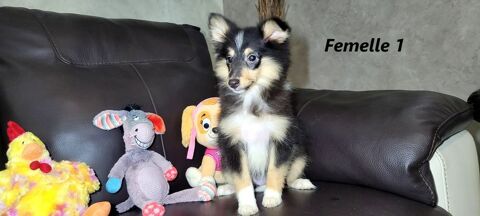 Chiots BERGER des SHETLANDS (femelles) 500 41700 Le controis-en-sologne