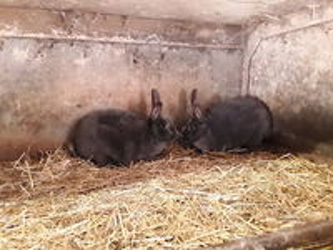   Lapins Rex  G R    et lapins nain 
