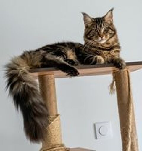   Male maine coon loof  